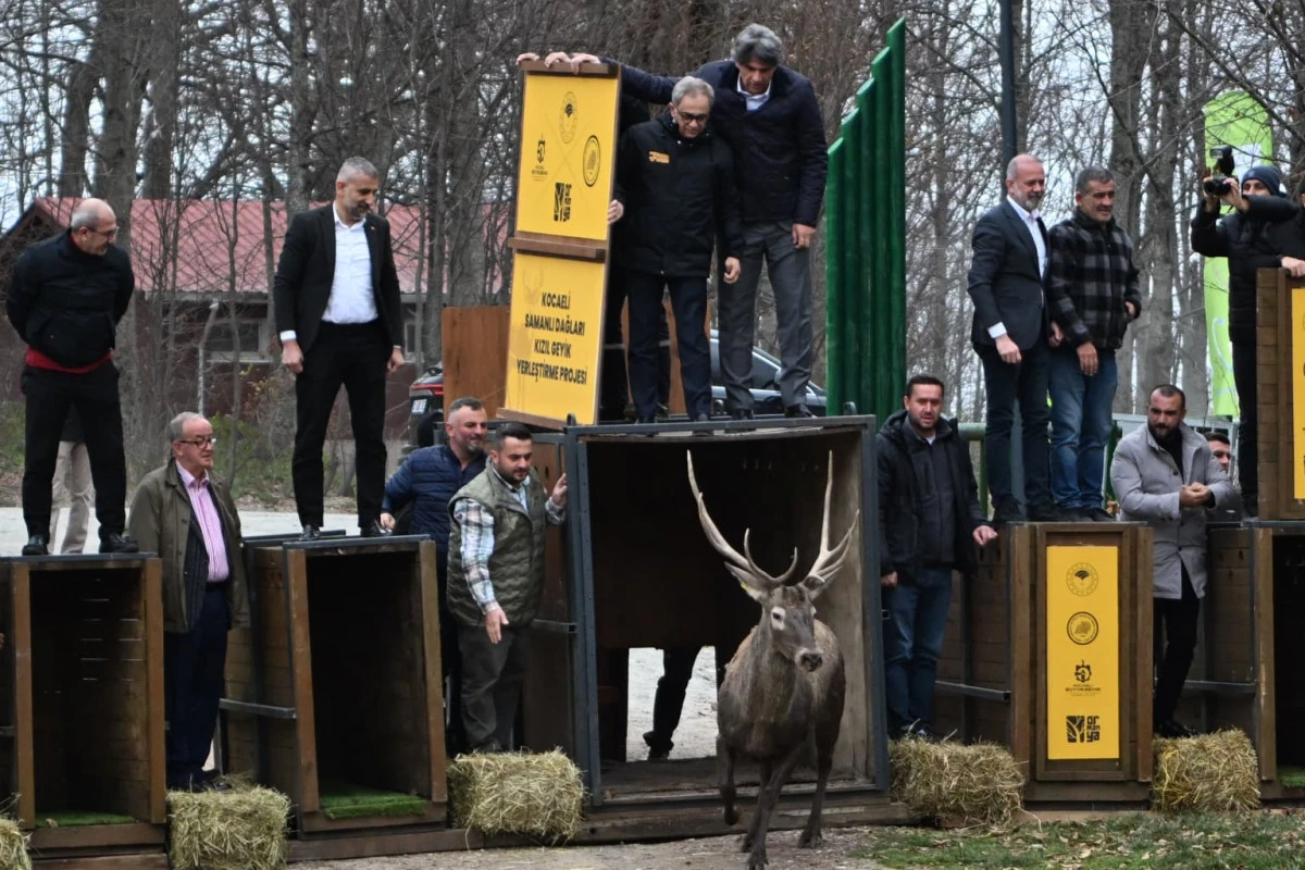 8 KIZIL GEYİK DAHA KUZUYAYLA’DA DOĞAYA SALINDI