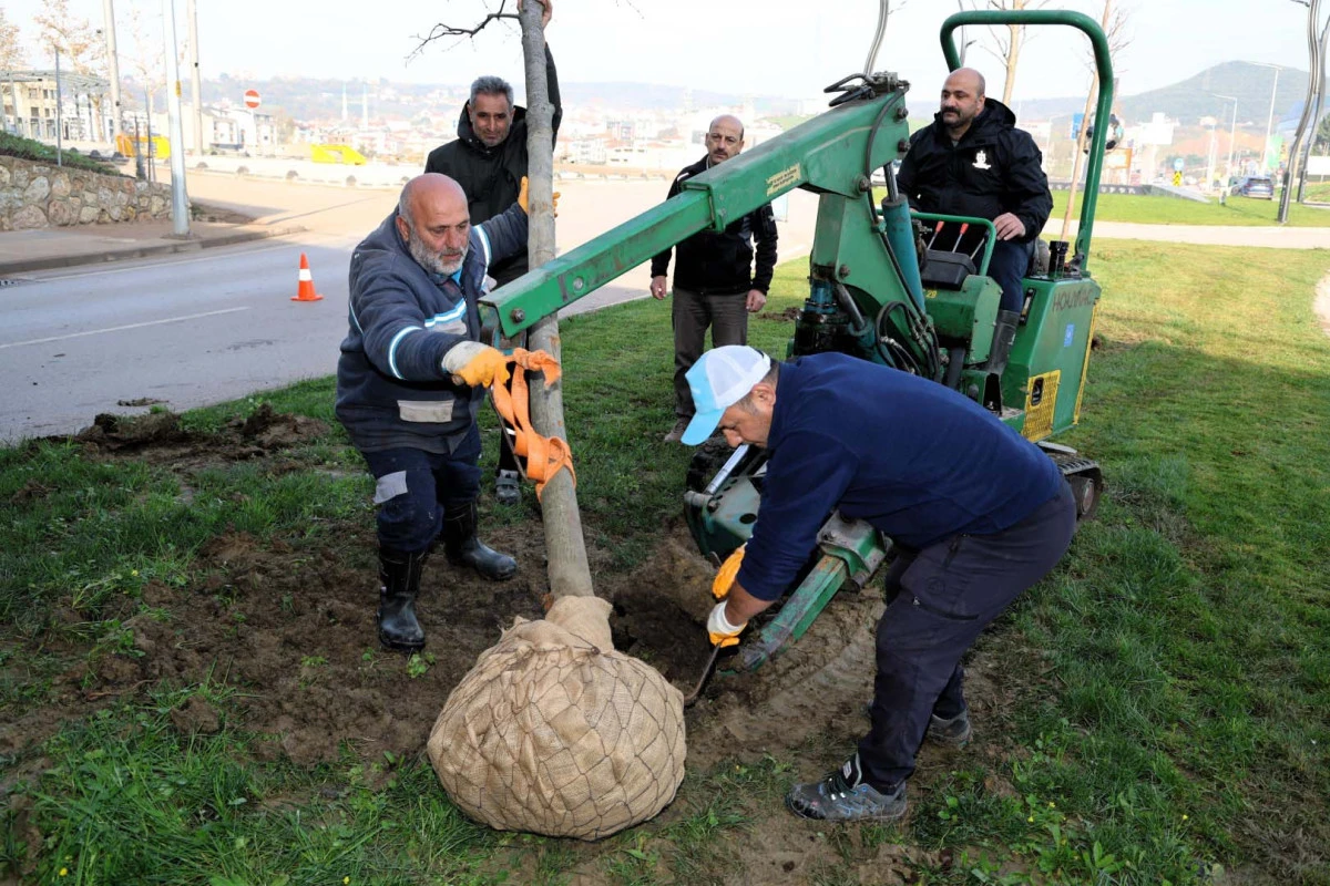 AĞAÇLAR YENİ YERLERİNDE HAYAT BULACAK