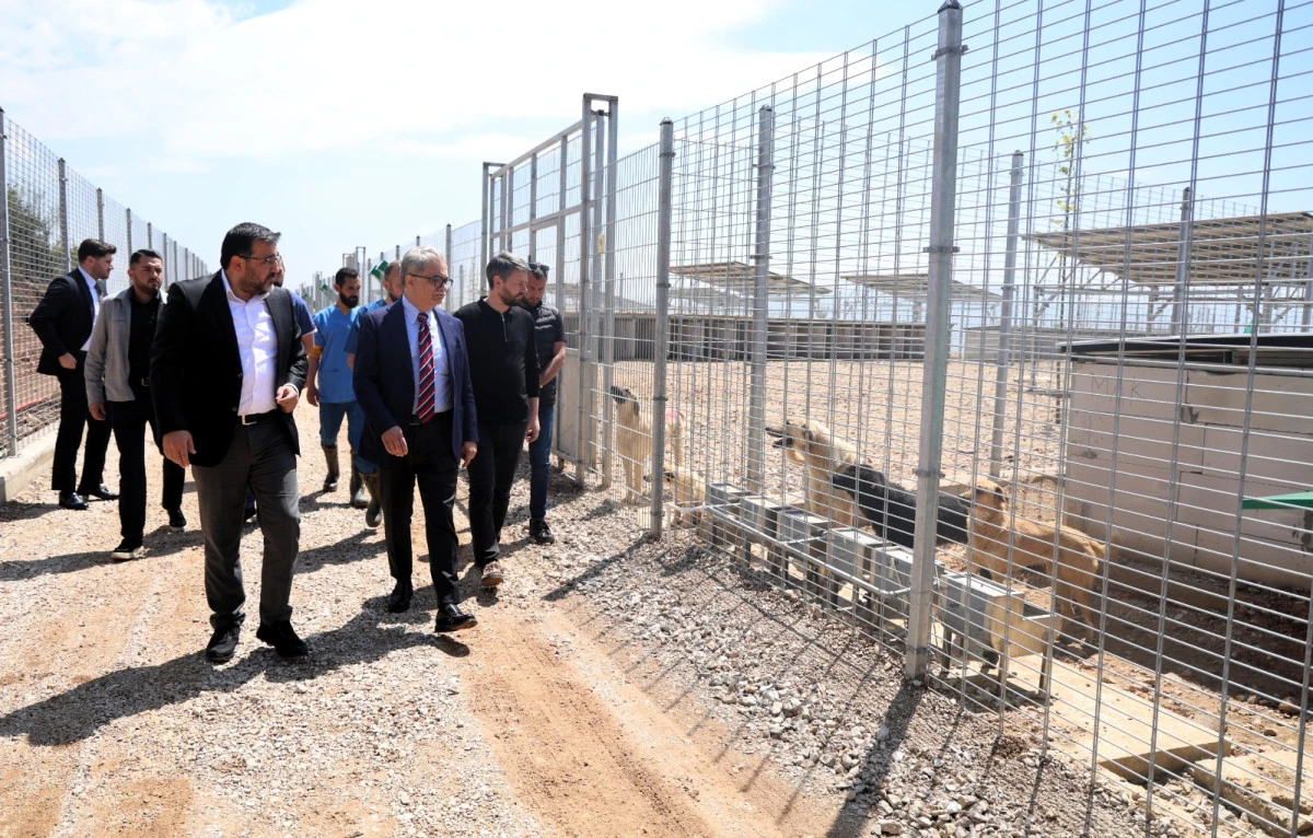 B&Uuml;Y&Uuml;KŞEHİR&rsquo;DEN SAHİPSİZ K&Ouml;PEKLERE YENİ YUVA