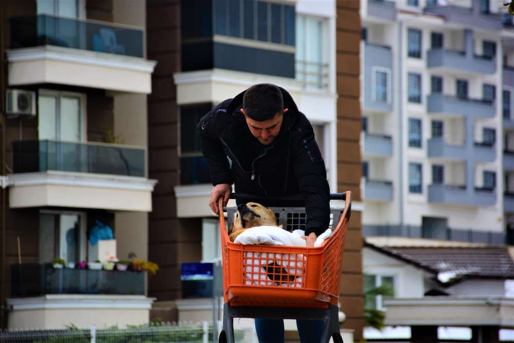 FELÇLİ KÖPEĞİ HAYATA BAĞLAYAN SEVGİ