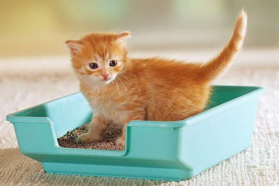 Kedi Kumu Seçerken Nelere Dikkat Edilmeli?