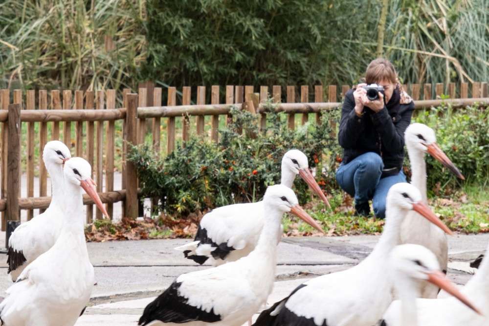 RUSYA'DAN ORMANYA'YA DÜŞKÜN LEYLEKLER İÇİN GELDİ
